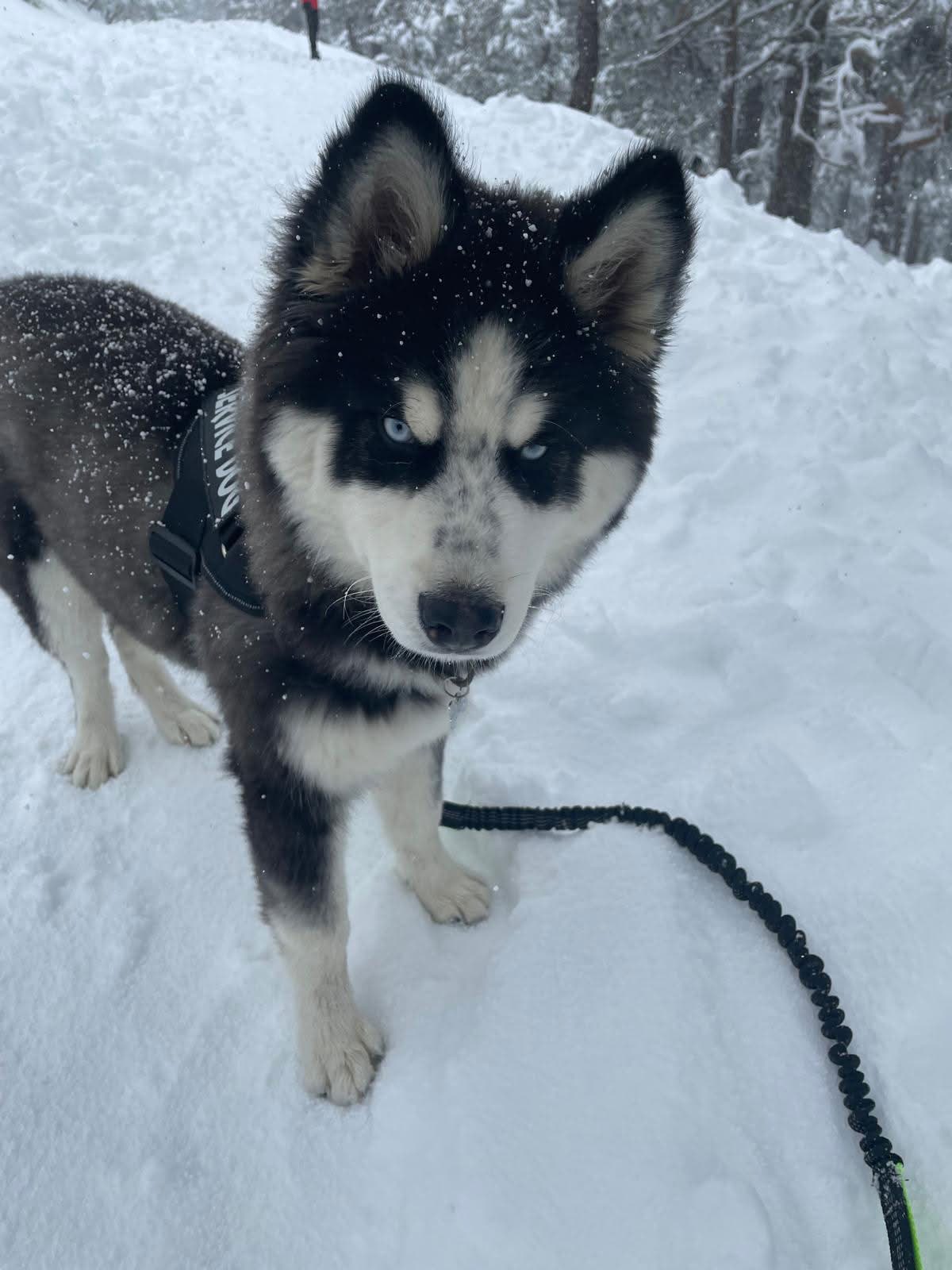 Enzo